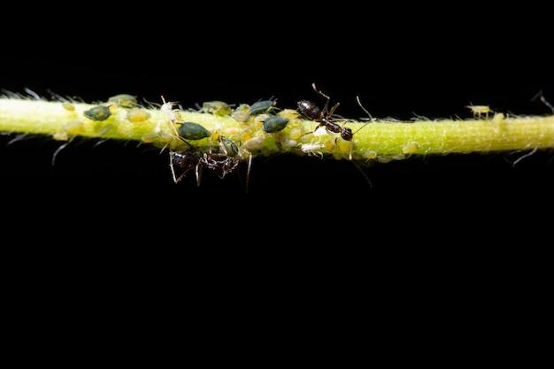 Makro Blattläuse mit Ameisen