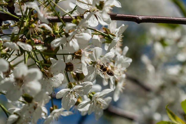 Makro blühende Kirschbäume