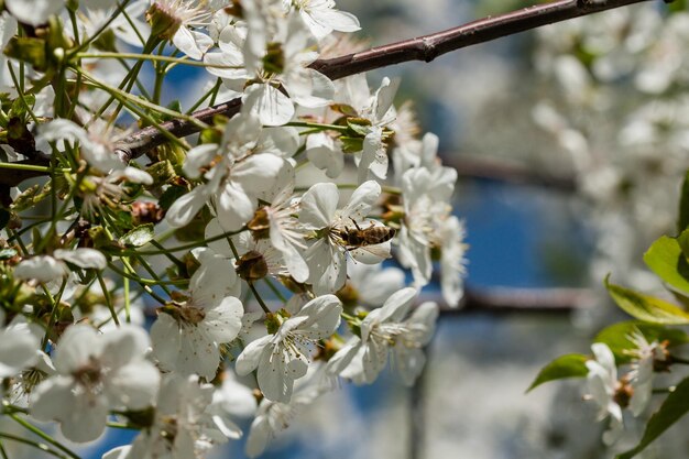 Makro blühende Kirschbäume