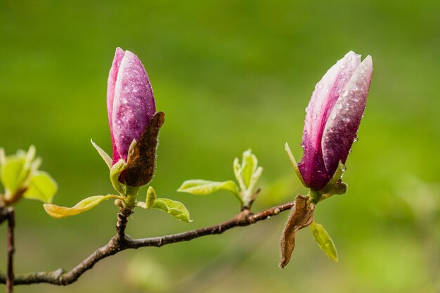 Makro blühende Magnolie auf einem Ast