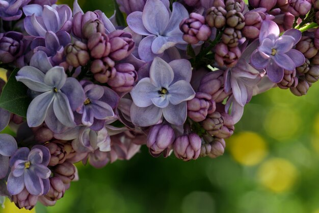 Makro blühender Flieder mit kleinen violetten Blüten