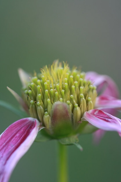 Makro Blütenpollen