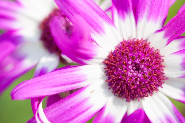 Makro Blumen Hintergrund