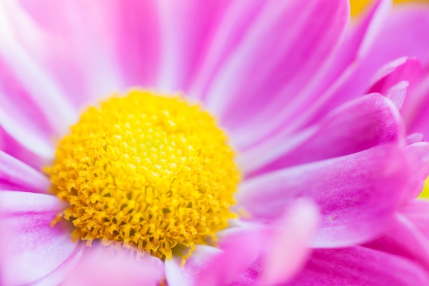 Makro Blumen Hintergrund