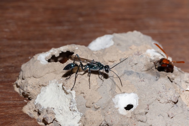 Makro Chlorion auf dem Nest