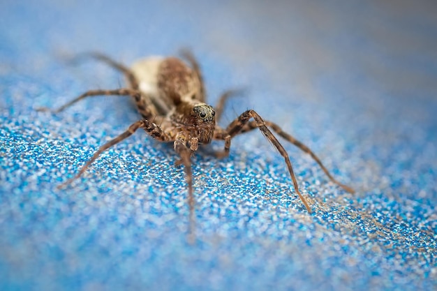 Makro-Close-Up auf Hyllus semicupreus Jumping Spider Diese Spinne ist bekannt dafür, kleine Insekten wie Heuschrecken, Fliegen, Bienen und andere kleine Spinnen zu fressen