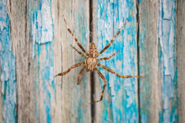 Foto makro-close-up auf hyllus semicupreus jumping spider diese spinne ist bekannt dafür, kleine insekten wie heuschrecken, fliegen, bienen und andere kleine spinnen zu fressen