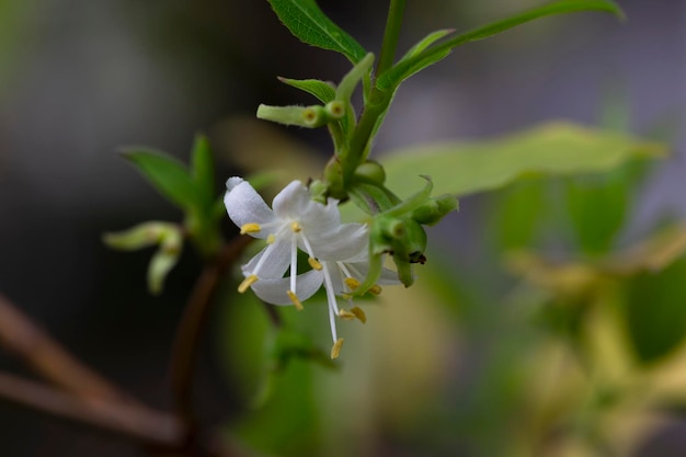 Makro-Closeup schöne weiße gelbe Blüte Lonicera fragrantissima Winter Honeysuckle süßer Atem Frühling Januar Jasmin Blütenzweig eine Kletterpflanze mit Blättern gegen grünen Gartenhintergrund