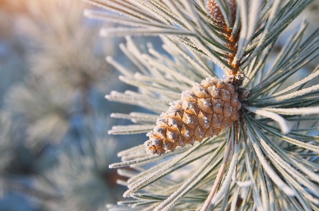 Makro der Fichte Naturzusammensetzung