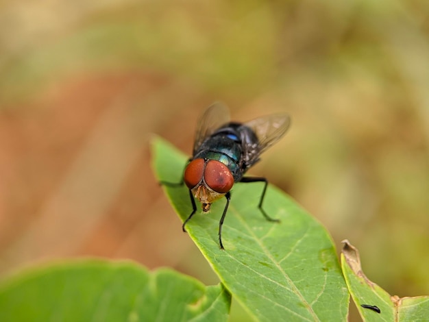 Makro der Fliegenaugenbeschaffenheit