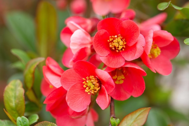 Makro der hellroten frühlingsblühenden japanischen Quitte oder Chaenomeles japonica auf dem verschwommenen Gartenhintergrund