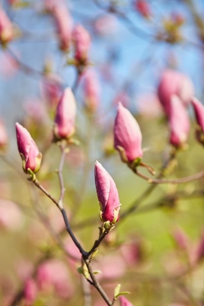 Makro der lila Magnolie