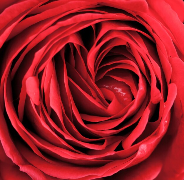 Makro der roten Rose