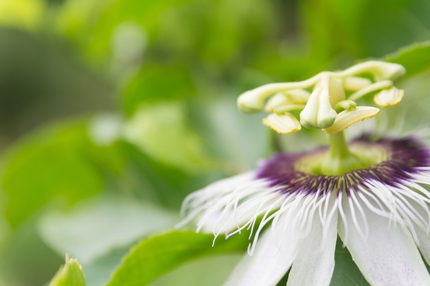 Makro der süßen Blume. Schließen Sie herauf weiße Blumen auf Naturhintergrund.