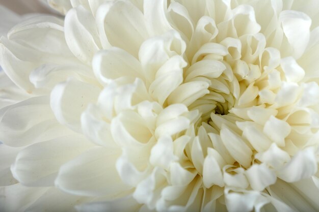 Makro der weichen Blume der weißen Chrysantheme