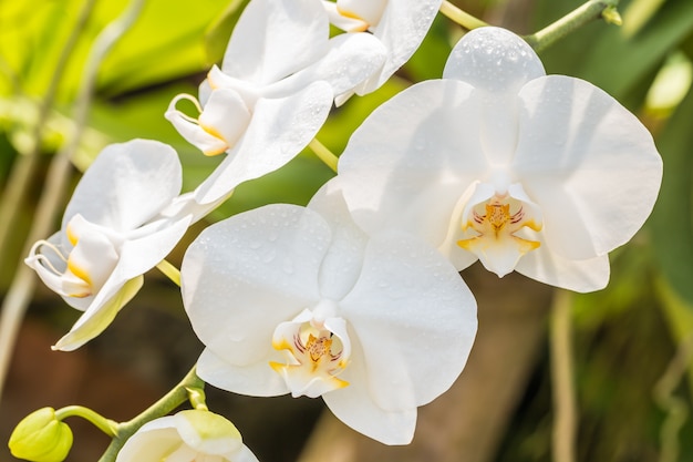 Makro der weißen Orchidee, Phalaenopsis