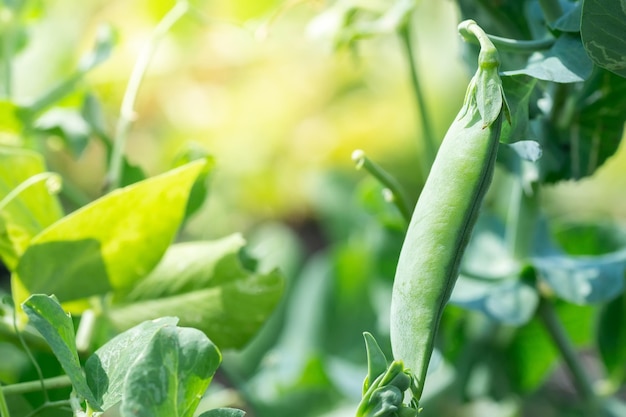 Makro des Anbaus von Erbsen auf dem Feld Reife frische grüne Erbsen im Bio-Bauernhof Grüne Erbsen, die in der Anlage hängen