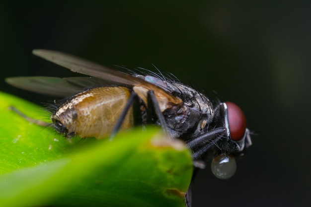 Makro des Fliegeninsekts nah oben auf dem Urlaub in der Natur