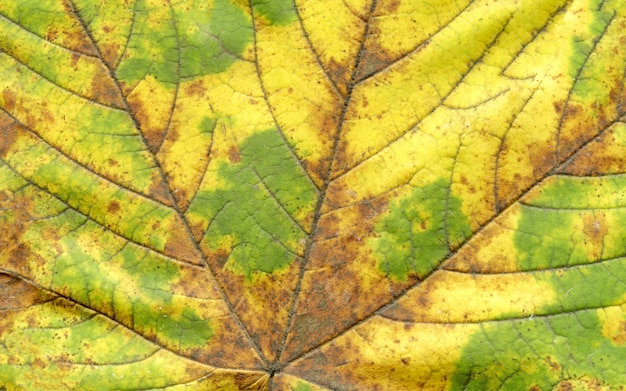 Makro des Herbstgrün-Baumblattes