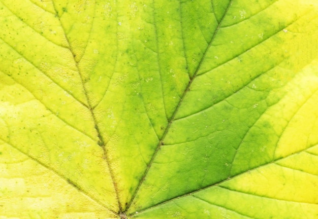 Makro des Herbstgrün-Baumblattes