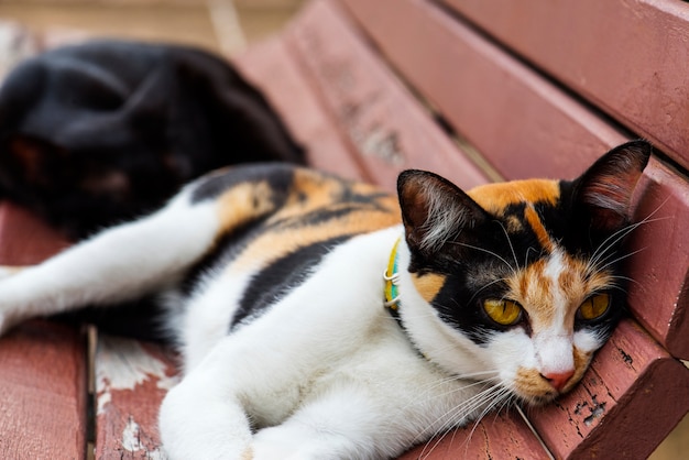 Makro des Katzenhaustier-mammale Tieres