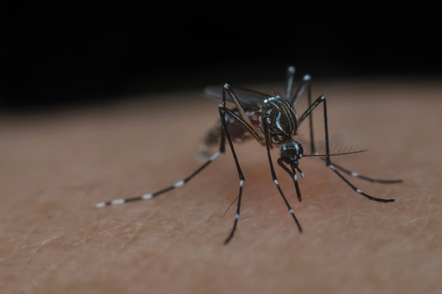 Makro des saugenden Bluts der Mücke nah oben auf der menschlichen Haut