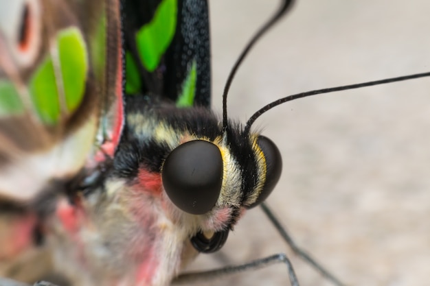 Makro des Schmetterlingsinsektenabschlusses oben auf dem Blumenpollen in der Natur