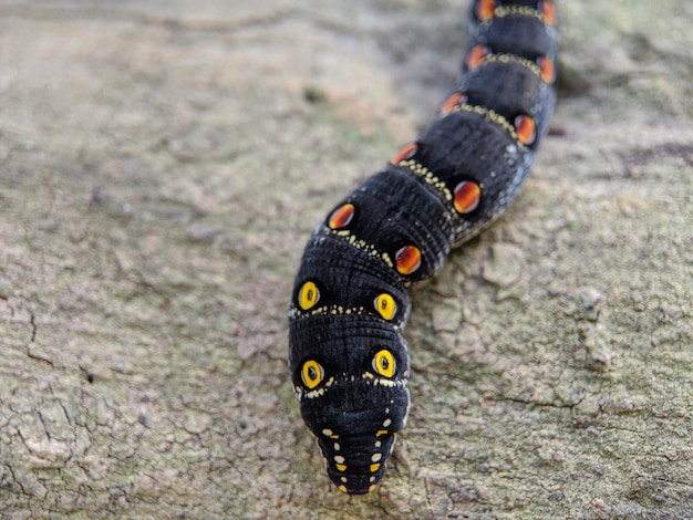 Makro des theretra oldenlandiae-Insekts auf dem Holz