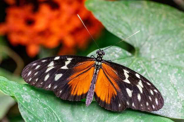 Makro des Tiger Longwing (Heliconius hecale) Schmetterlings auf grünem Blatt von oben gesehen