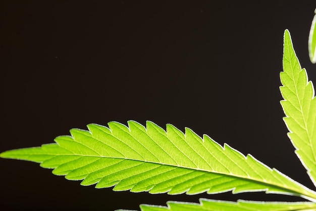 Makro-Detail-Marihuana-Blatt mit schwarzem Hintergrund der Copyspace-Hanfpflanze