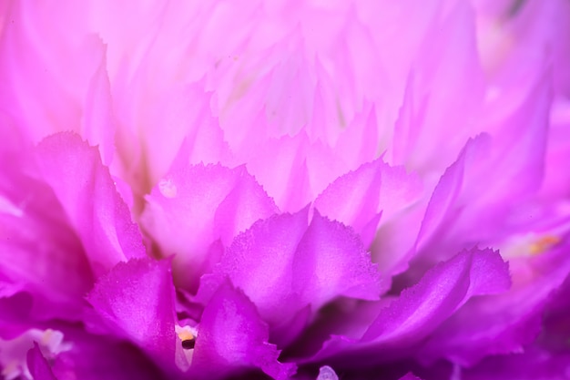 Makro die purpurrote Karpfenblume im Garten