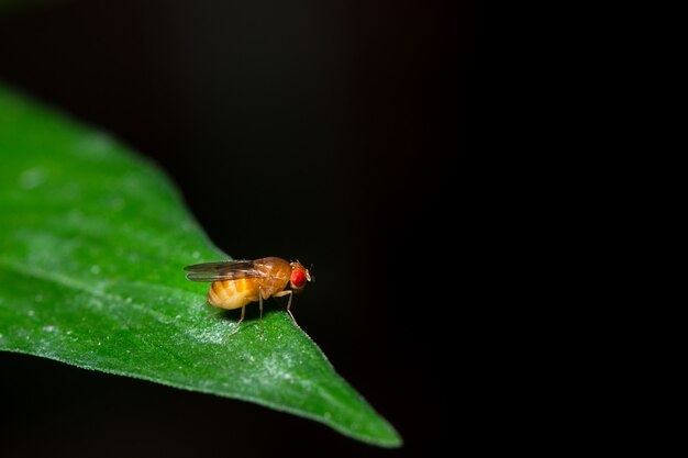 Makro Drosophila auf Blatt