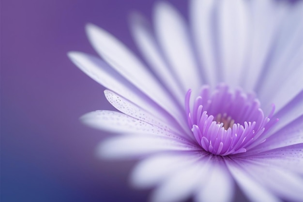 Makro einer blauen Chrysanthemenblume mit weichem Fokus