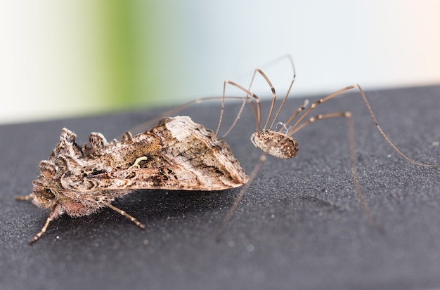 Makro einer Motte, die von einer Spinne angegriffen wird