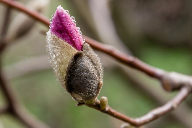 Makro einer schönen Magnolienknospe