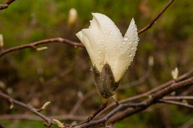 Makro einer schönen Magnolienknospe