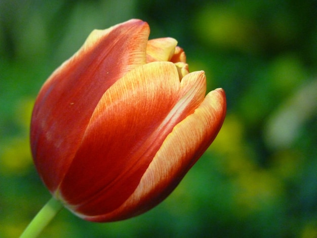 Makro einer schönen Tulpe