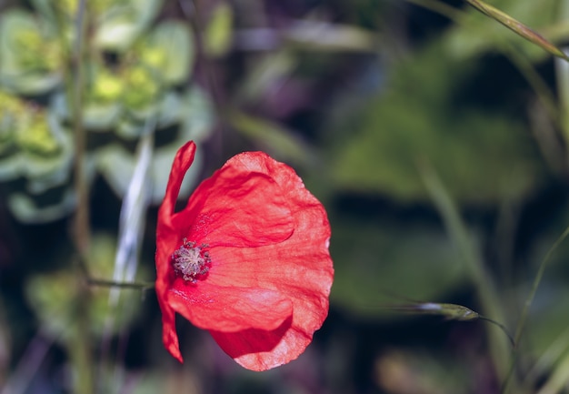 Makro einer wilden roten und orangen Mohnblume