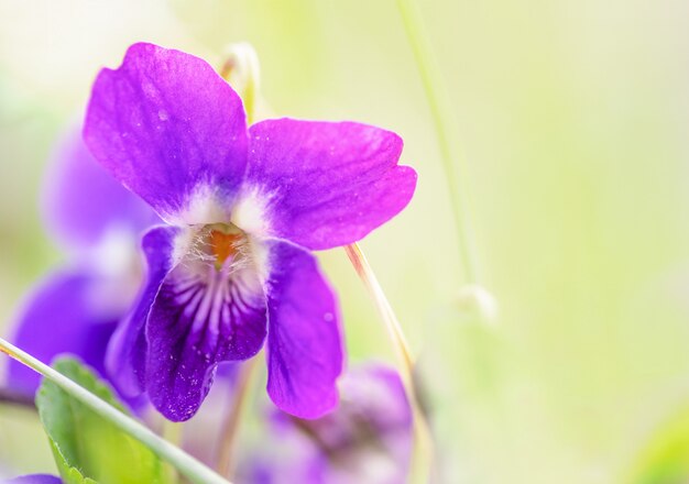 Makro einer wilden violetten Blume auf einem Morgen der Wiese im Frühjahr, flache Schärfentiefe