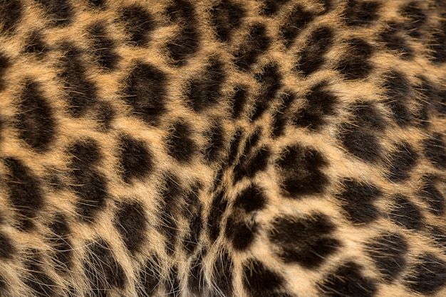 Makro eines gefleckten Leopardenjungenpelzes Panthera pardus