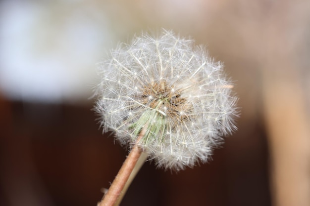 Foto makro eines löwenzahns