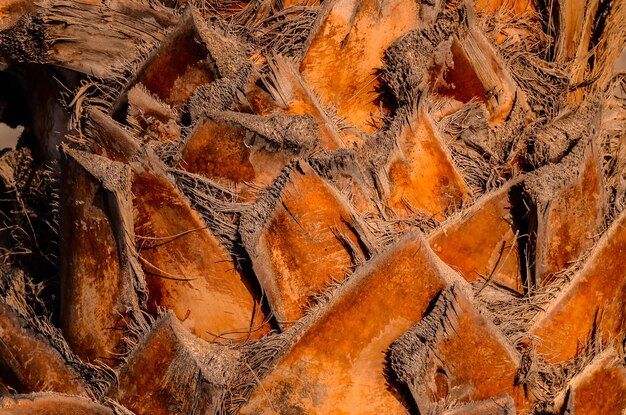 Makro eines Palm Tree Trunk Textur Background