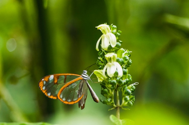 Makro eines schönen Glasswing-Schmetterlings Greta oto auf einer Zügelorchideenblume