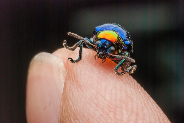 Makro-Fehler bunt am Finger.