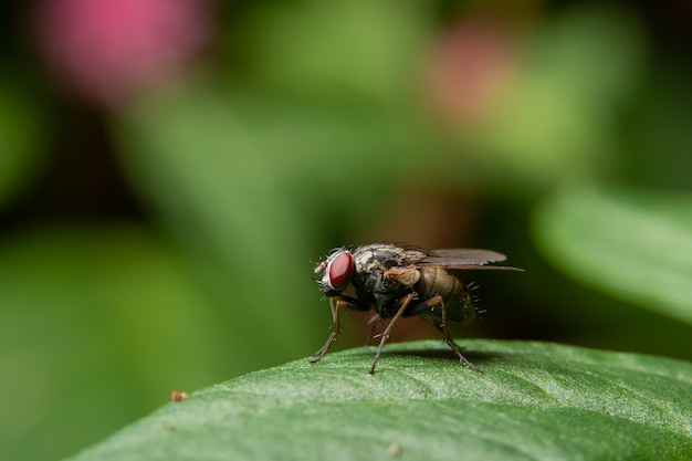 Makro fliegt auf das Blatt