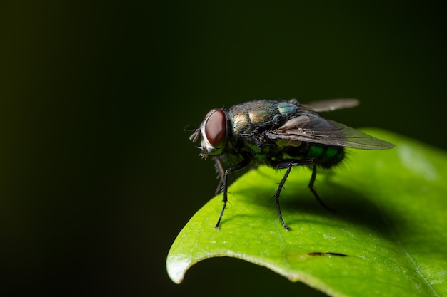 Makro fliegt auf das Blatt