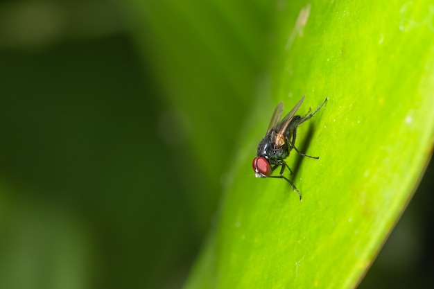 Makro fliegt auf das Blatt