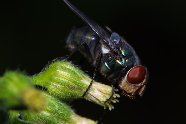 Makro fliegt auf die Blätter