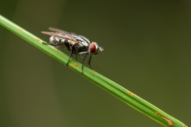 Makro fliegt auf die Pflanze