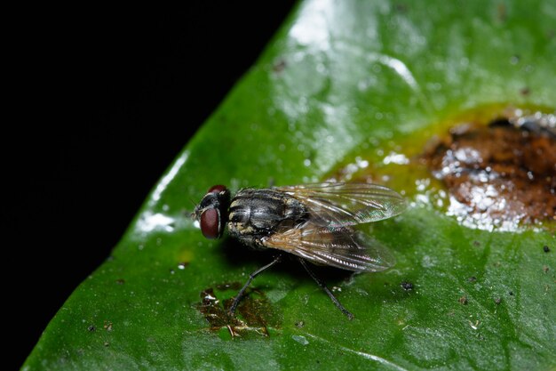 Makro fliegt in der Natur